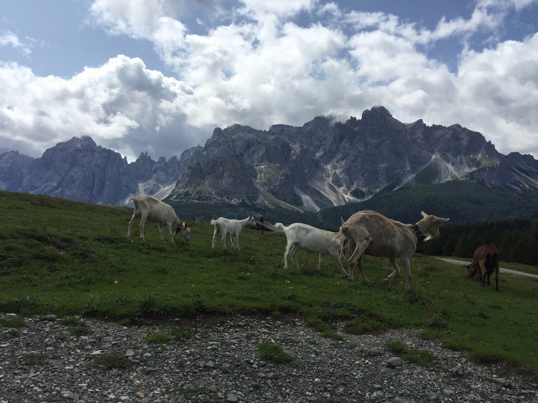 Malghe di Nemes e Coltrondo dal Passo di Monte Croce Comelico景点图片