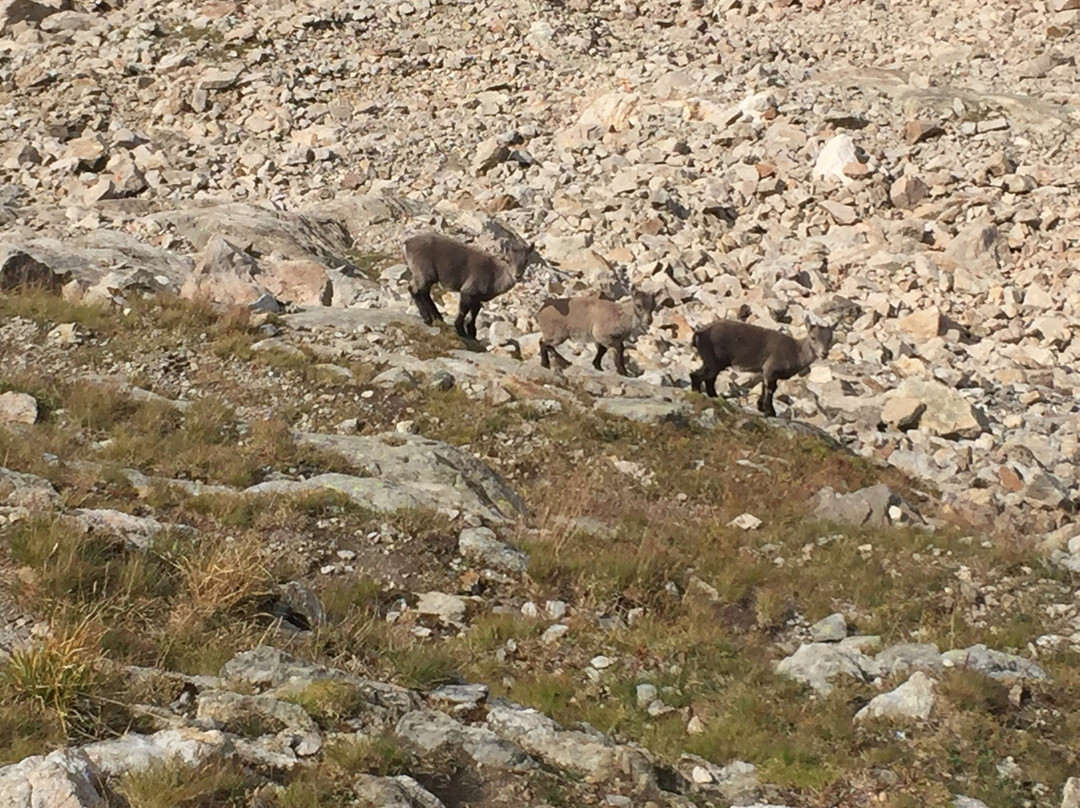 Parco Naturale delle Alpi Marittime-Valdieri必去景点