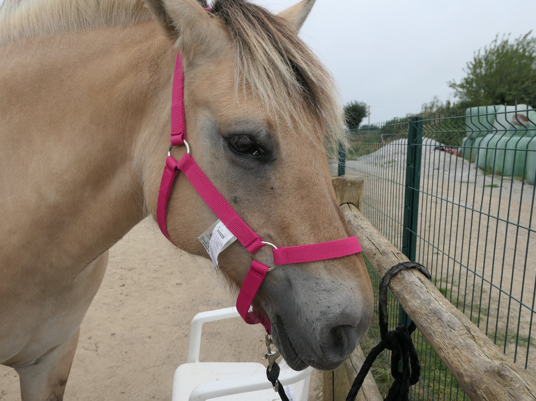 Le Ranch de Sanxay主图