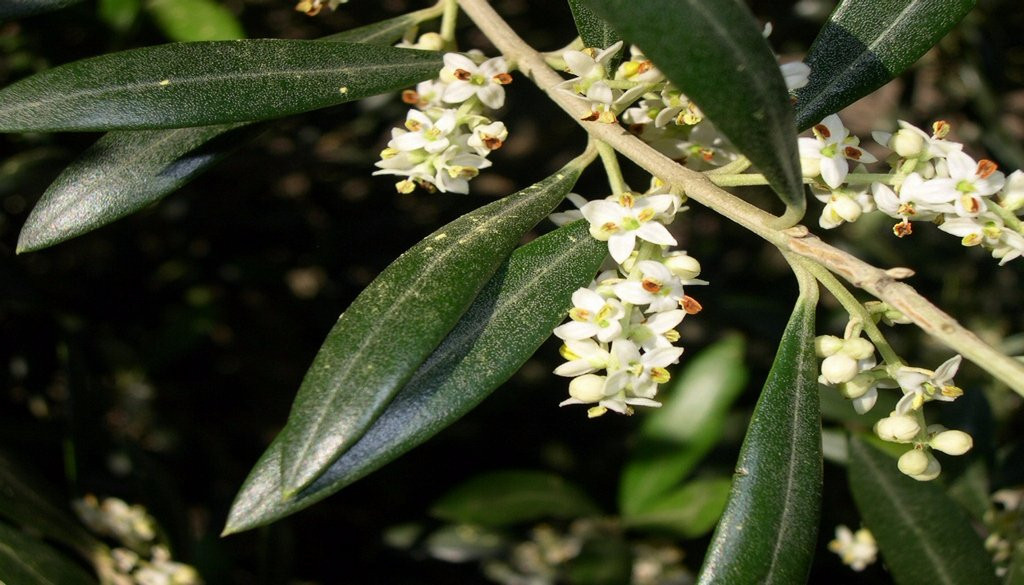 Olium-Villa Las Rosas必去景点