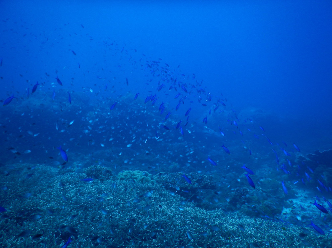 Coral Dive & Adventure景点图片