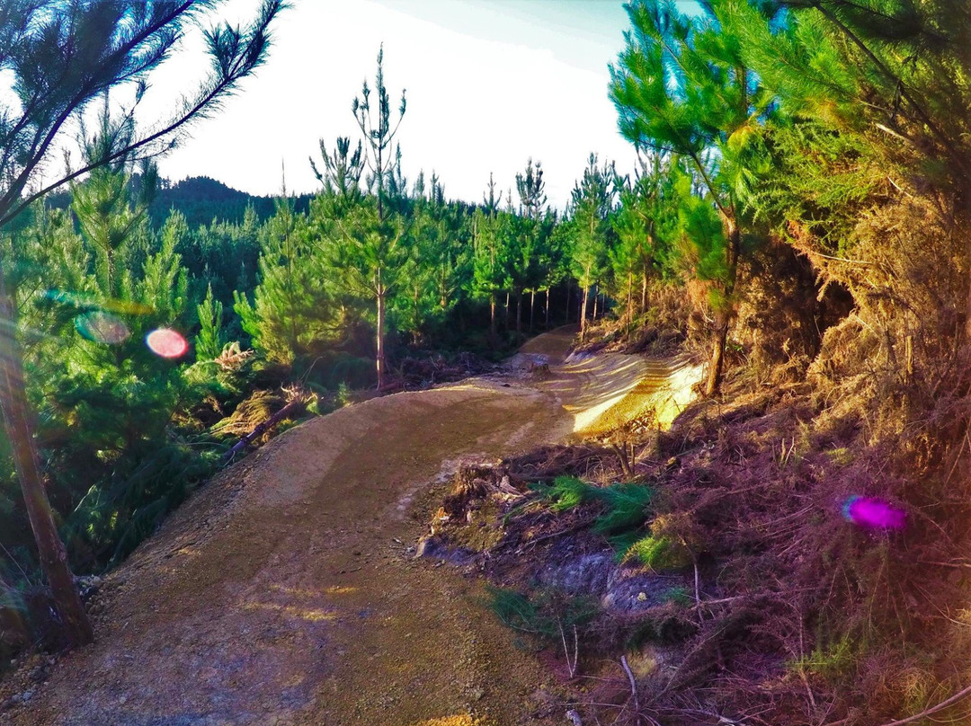 Waitangi Mountain Bike Park景点图片