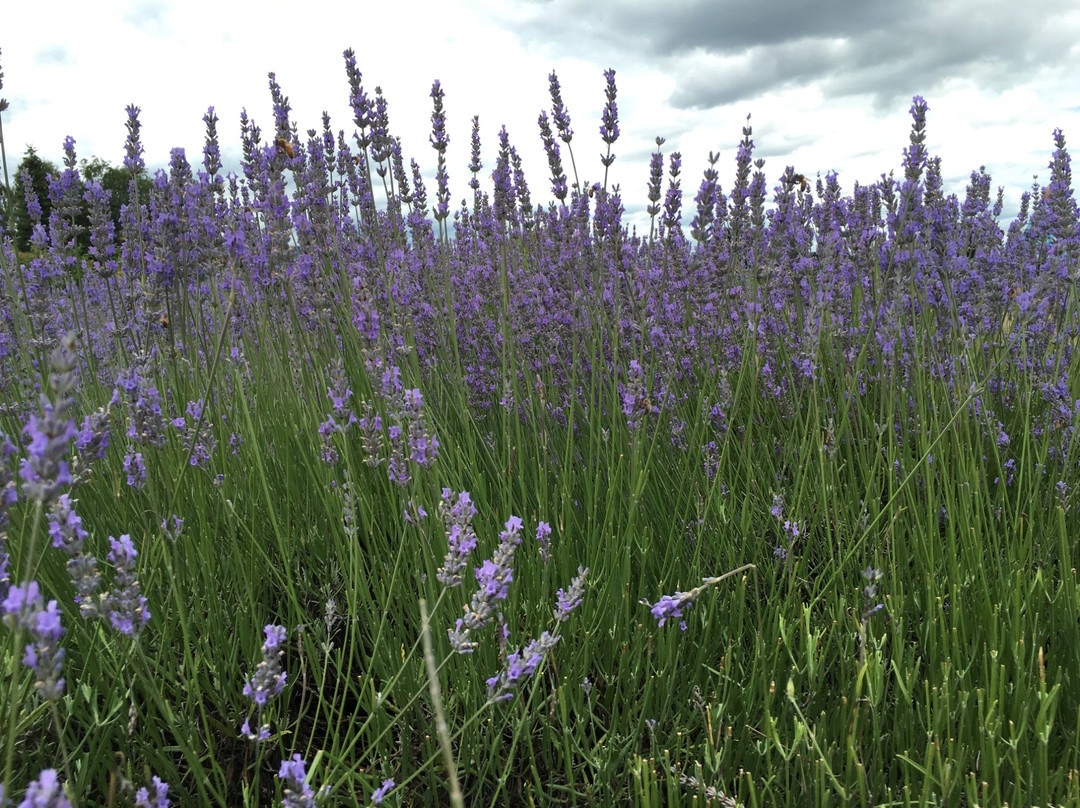 Sauvie Island Farms-波特兰必去景点