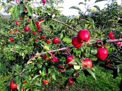 Hamada Marutome Fruits Gaden-壮瞥町必去景点