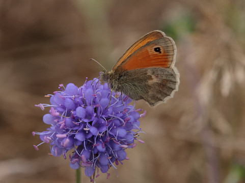 Birdwatching Spain-Grau de Gandia必去景点