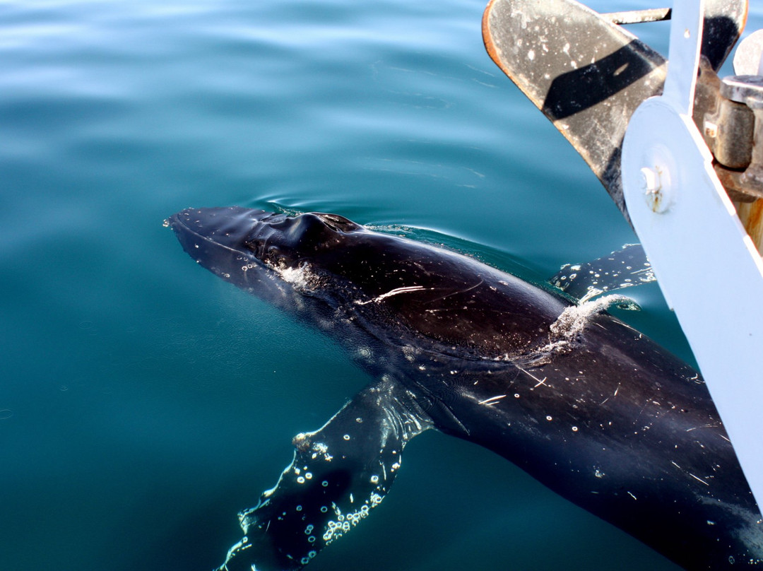 Geographe Maritime Charters-巴瑟尔顿必去景点