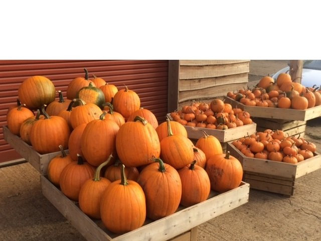 Wykham Park Farm Shop景点图片