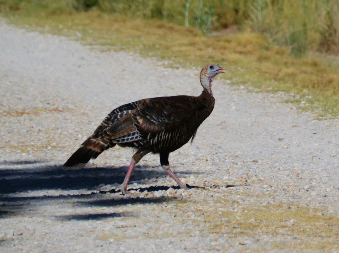 Rattlesnake Springs-卡尔斯巴德洞穴国家公园必去景点