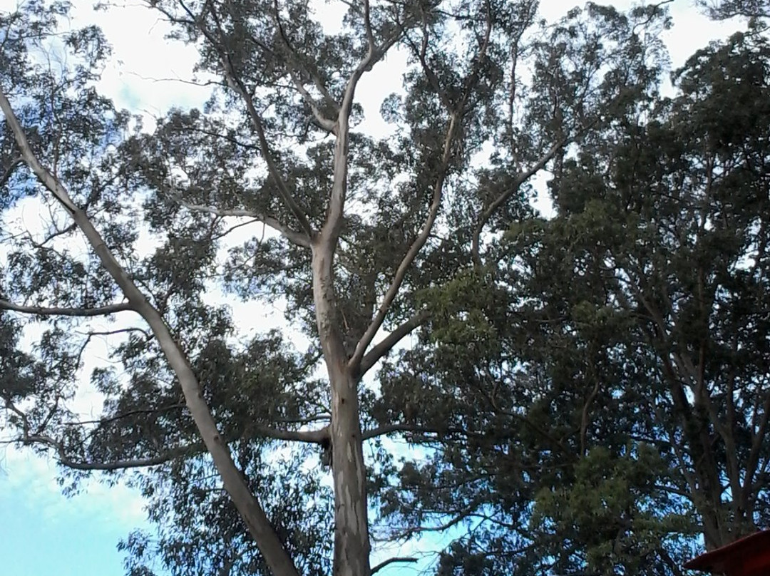 Bosque Peralta Ramos-马德普拉塔必去景点