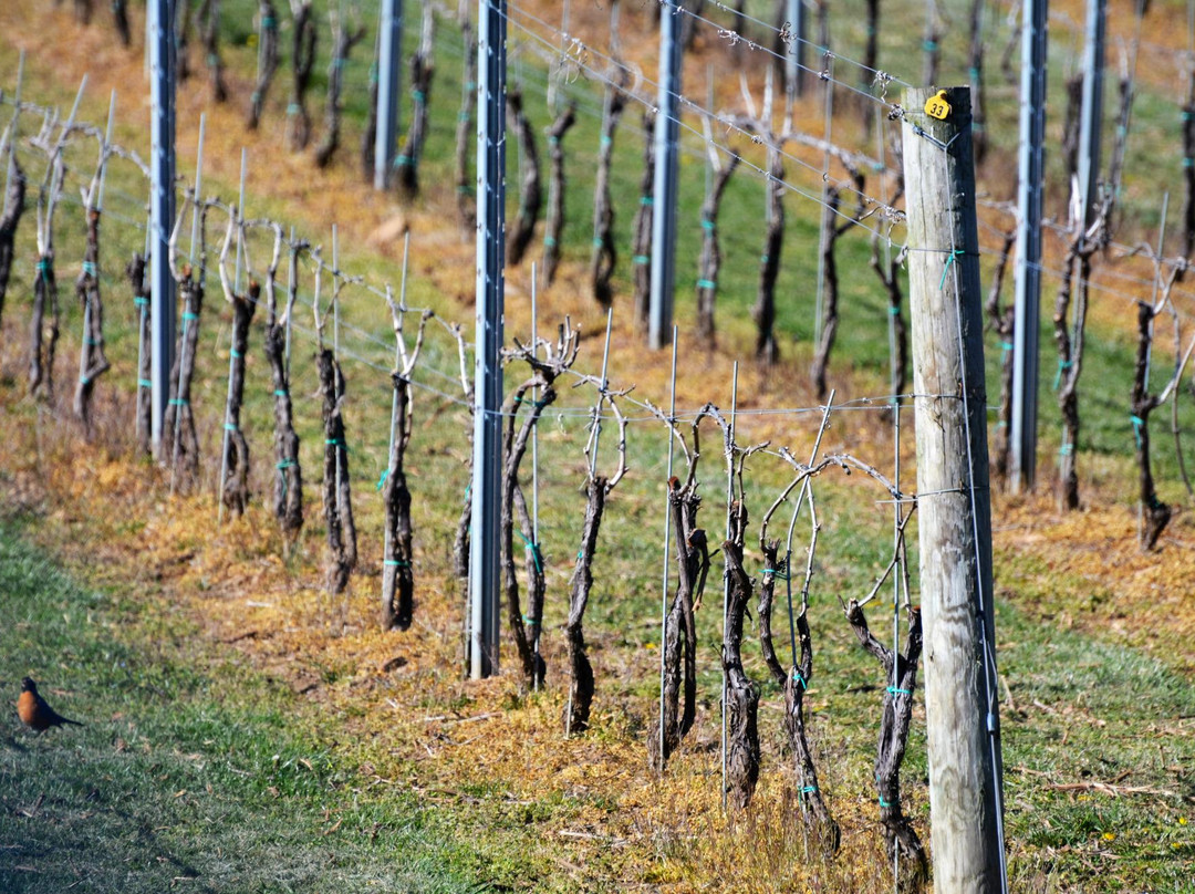 Galer Estate Vineyard and Winery景点图片