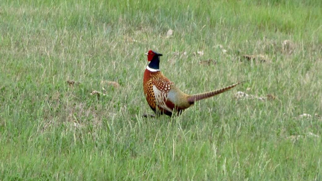 Medicine Lake National Wildlife Refuge-Medicine Lake必去景点