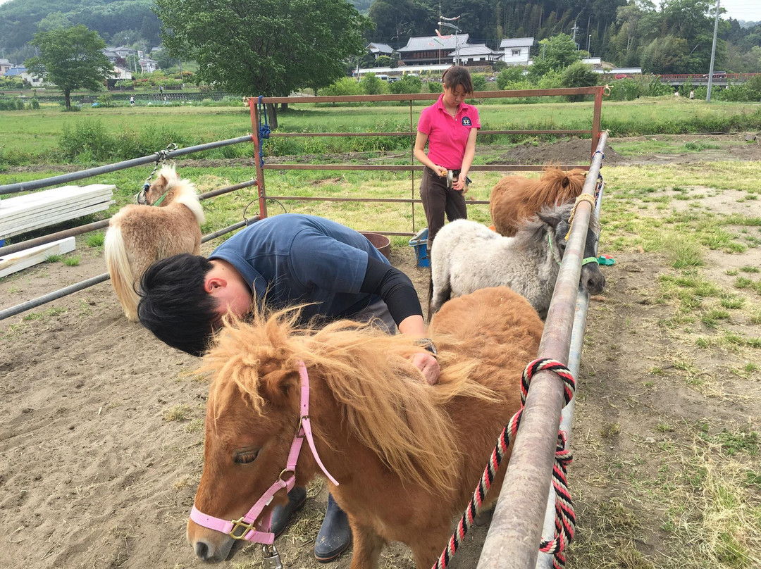 Sashima Horse Farm-日高市必去景点