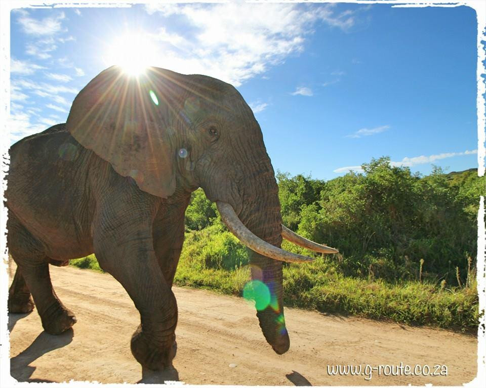 G-Route Adventure Tours and Safaris-开普敦必去景点