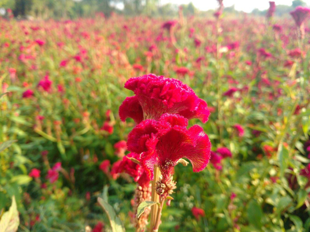 Kelavarapalli Reservoir Project-克里斯赫纳吉里必去景点