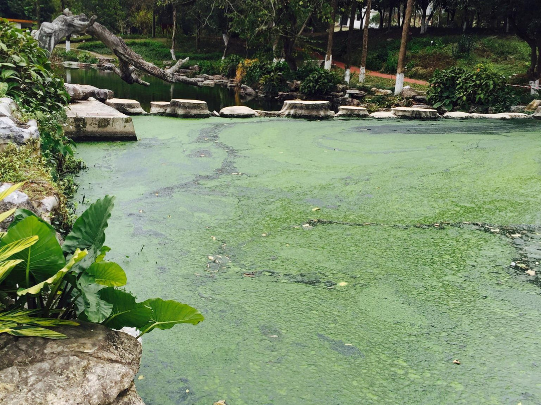 广西药用植物园景点图片