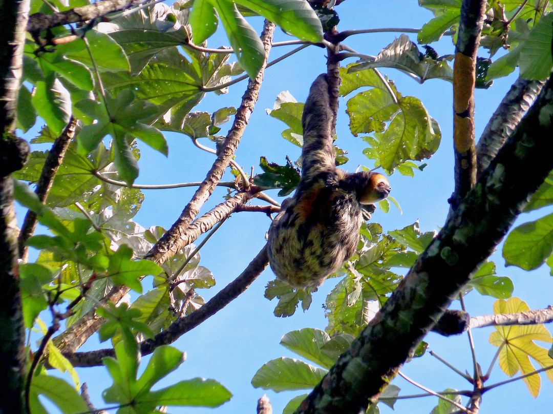 Fort Diamant-卡宴必去景点