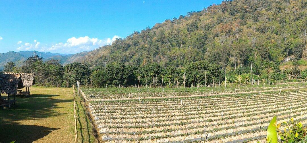 Nop Phu Pha Farm-沙蒙必去景点