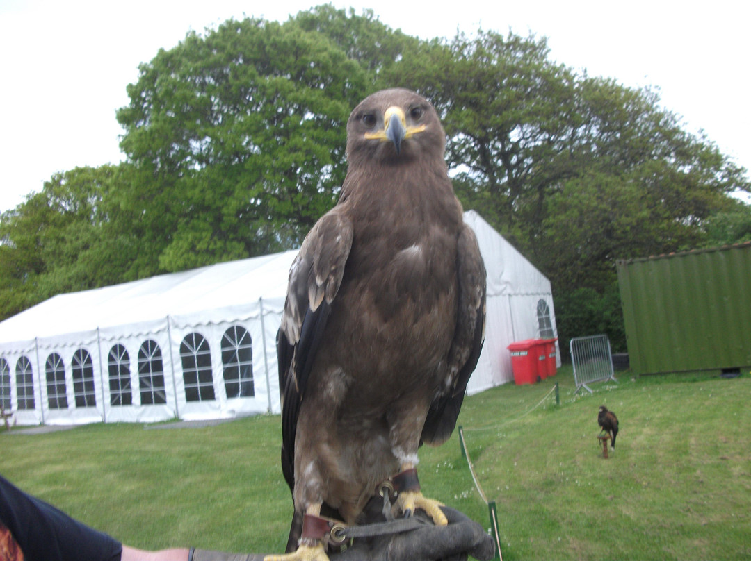The Falconry Experience-纽波特必去景点