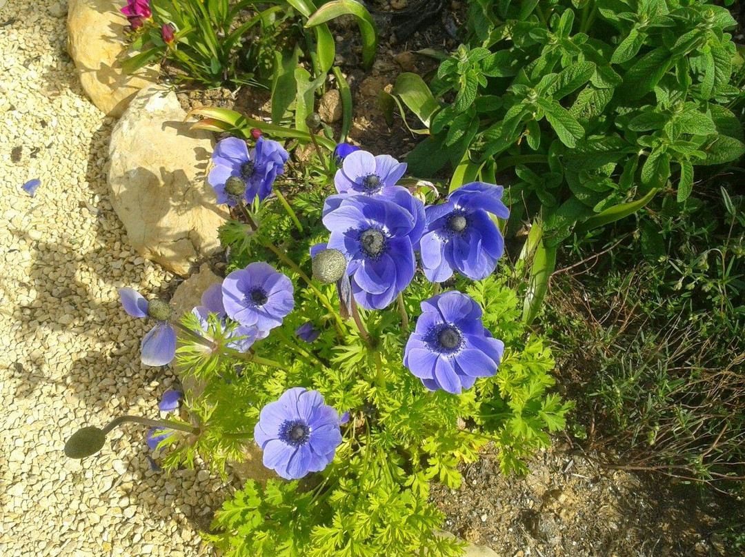 The Iris And Rose Garden Marnes景点图片