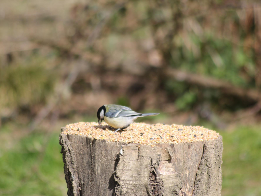 Warnham Local Nature Reserve景点图片