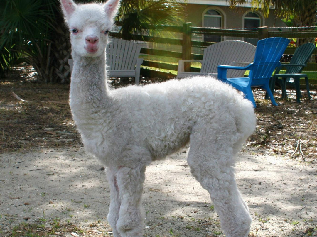 STARanch Alpaca Trek-Alva必去景点