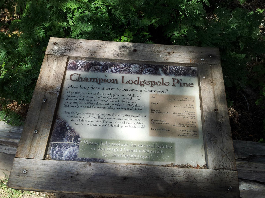 Champion Lodgepole Pine-大熊湖必去景点