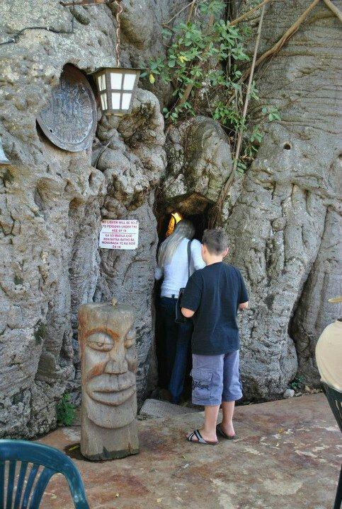 Sunland Baobab-Limpopo Province必去景点