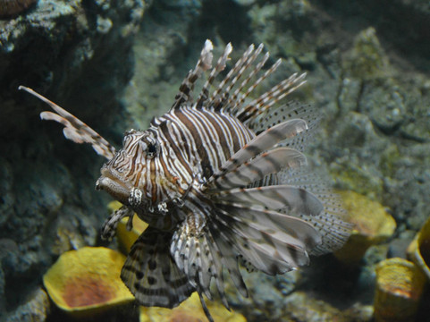 普吉水族馆-普吉岛必去景点