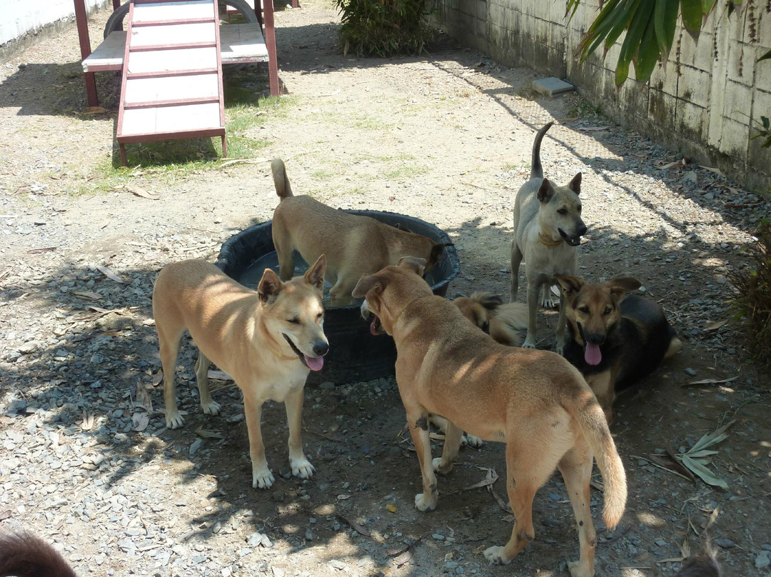 流浪狗基金会-普吉岛必去景点
