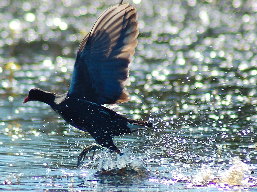 Ibera Estero Salvaje