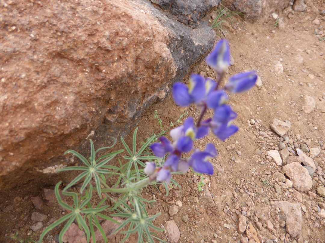 Vulture Peak Trail-Wickenburg必去景点