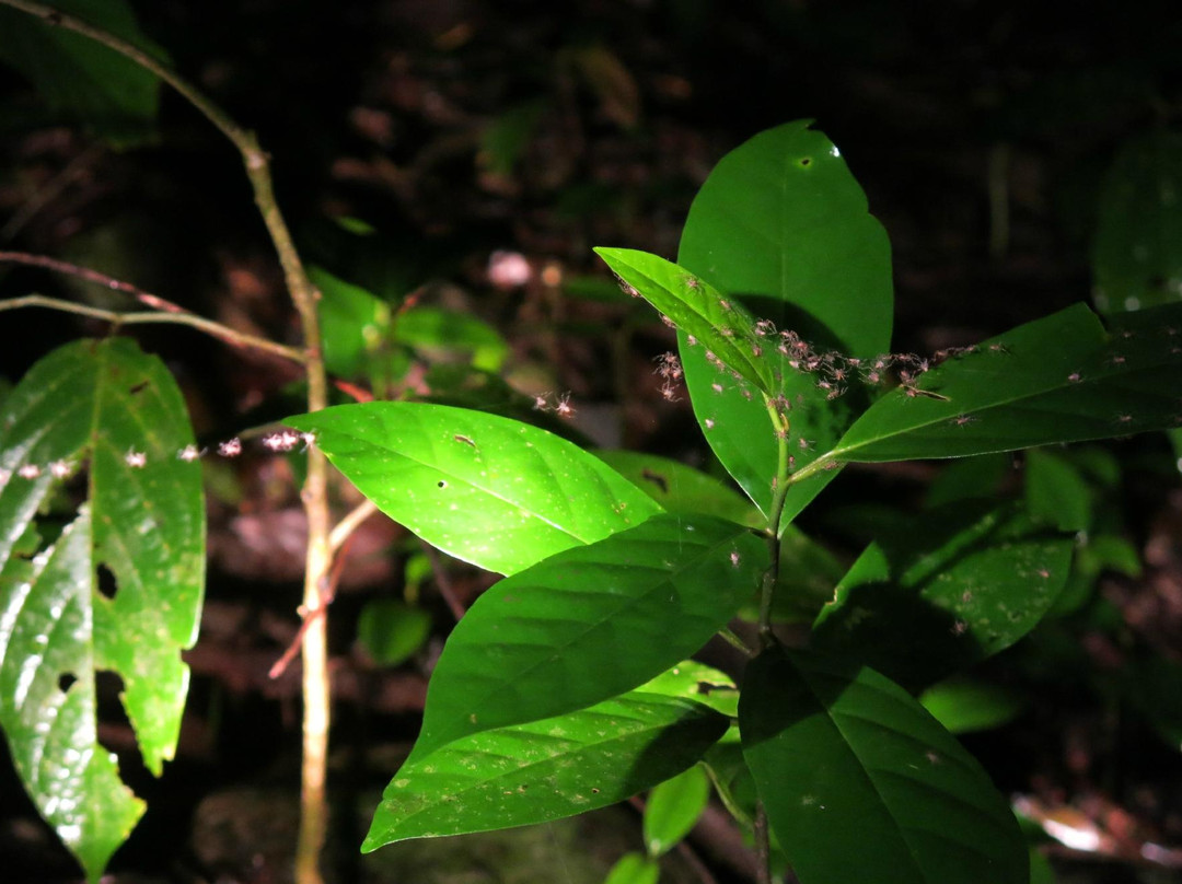 Jungle Adventures Night Walk-Cape Tribulation必去景点