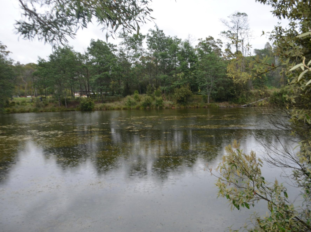 Warrawee Forest Reserve景点图片