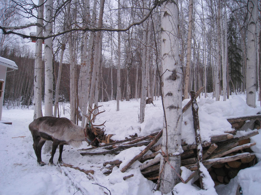 驯鹿牧场-null必去景点