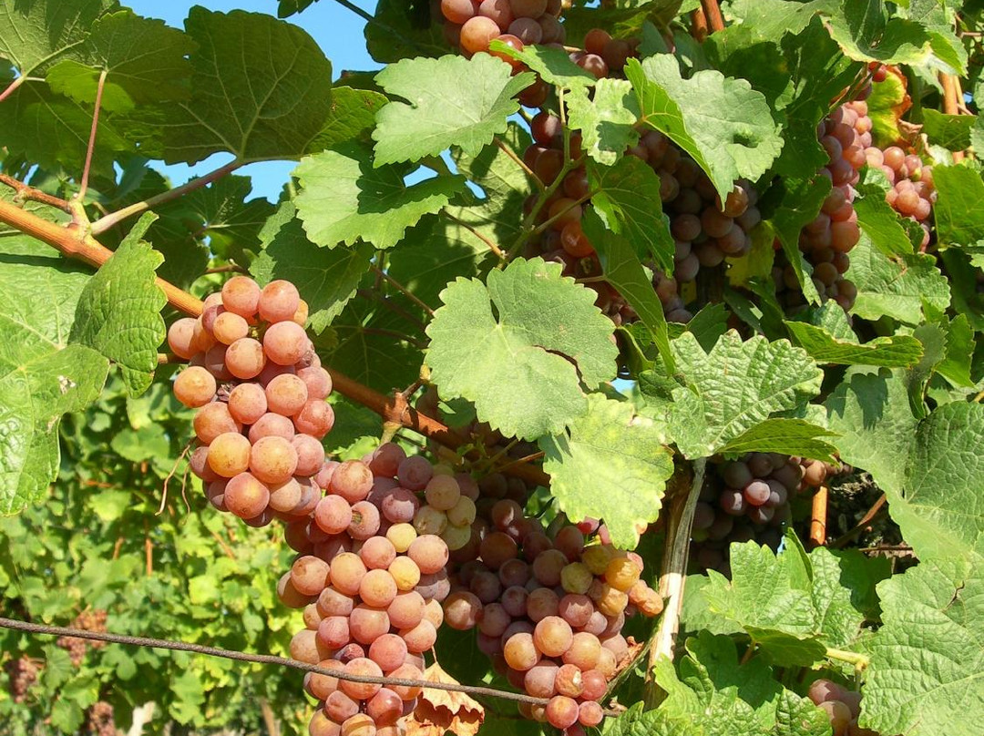 La Rose des Vins Private Tours-斯特拉斯堡必去景点