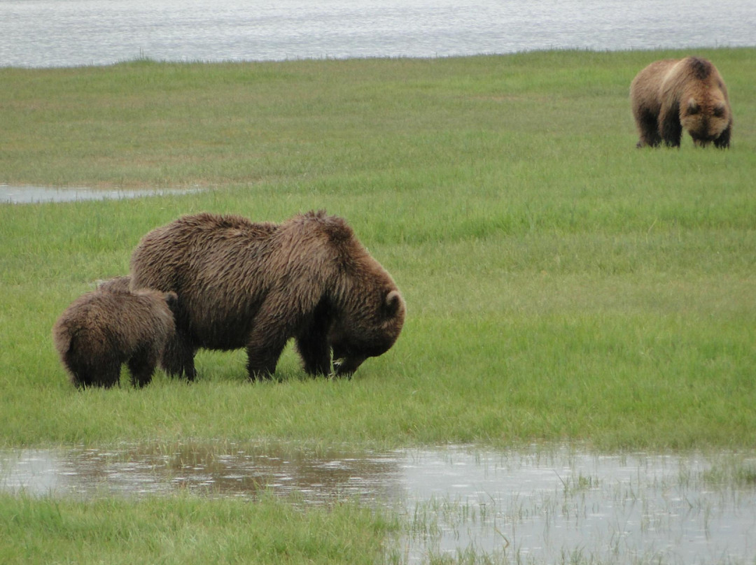 Alaska Bear Adventures-荷马必去景点