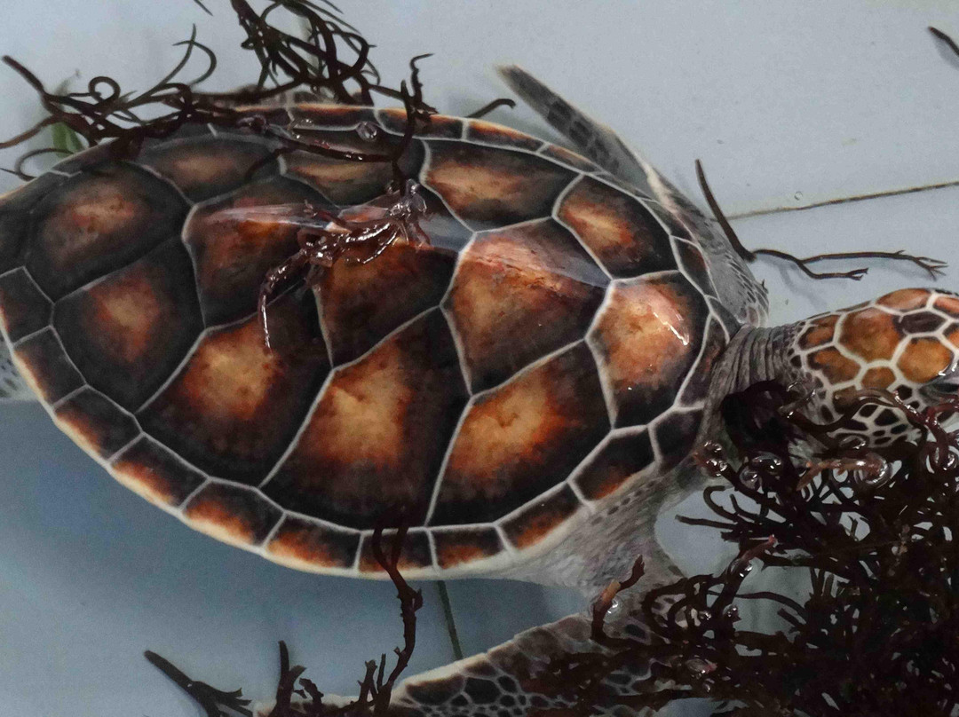 海龟保育和教育中心（TCEC）-Serangan必去景点