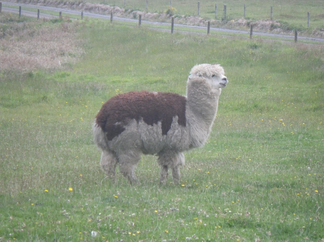 Pakinui Farmstay and B&B主图