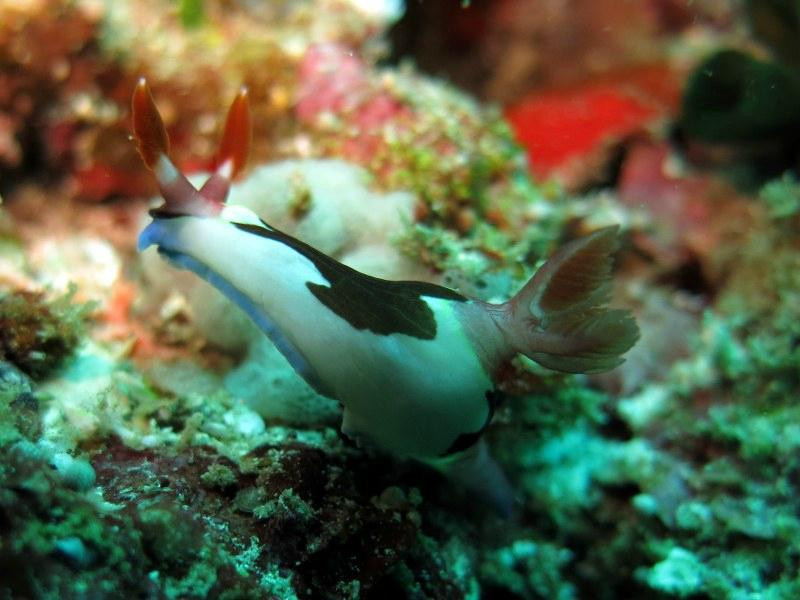 Discovery Divers Lombok-Kuta必去景点