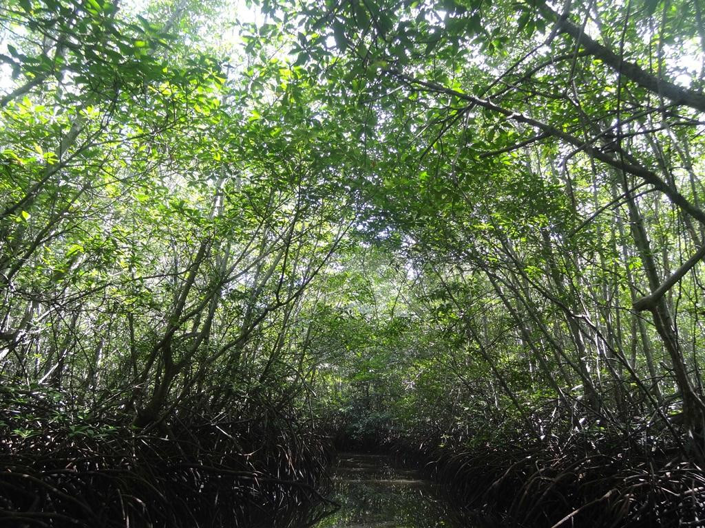 蓝梦岛红树林-蓝梦岛必去景点