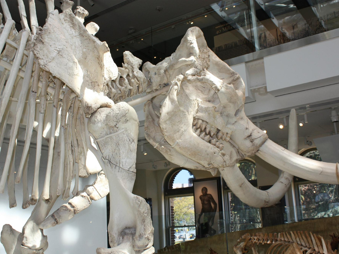 洛杉矶县自然历史博物馆-洛杉矶必去景点