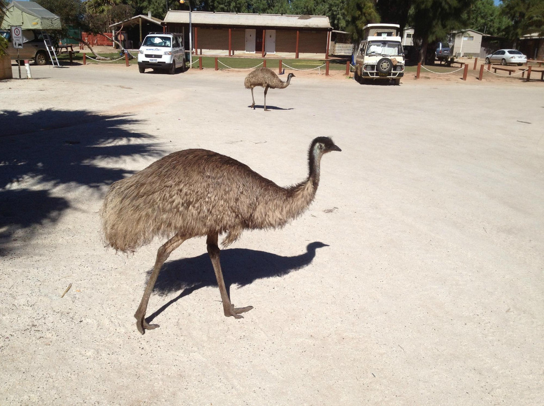 Shark Bay Coaches and Tours-德纳姆必去景点