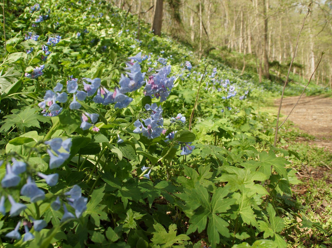 Shenk's Ferry Wildflower preserve-Pequea必去景点