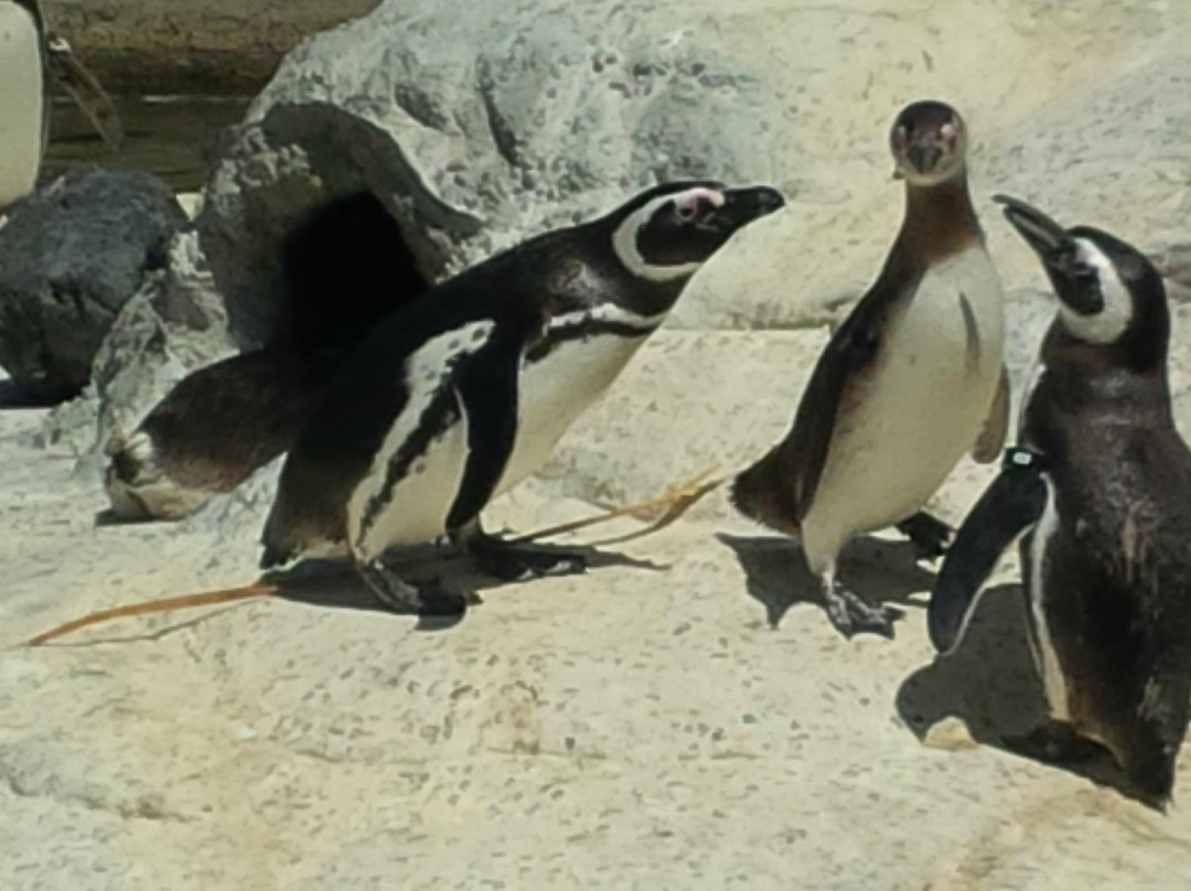 旧金山动物园-旧金山必去景点