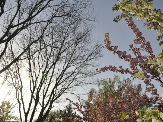 青龙寺-西安市必去景点