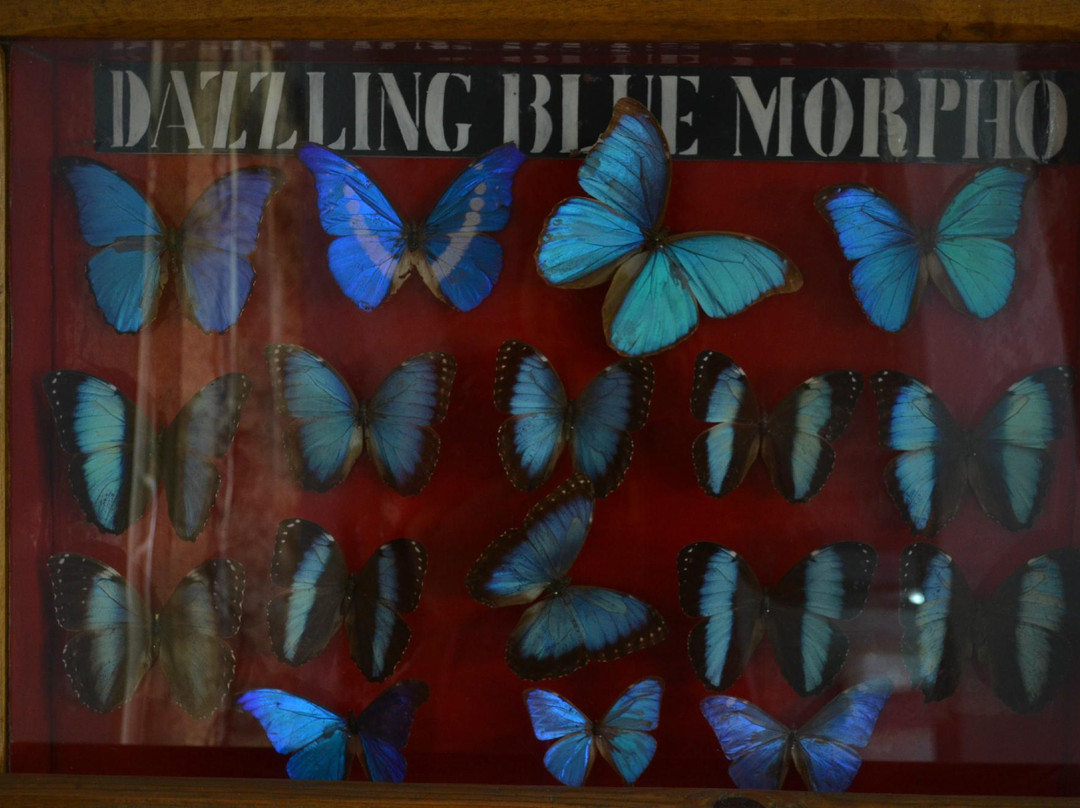 Butterfly Museum景点图片
