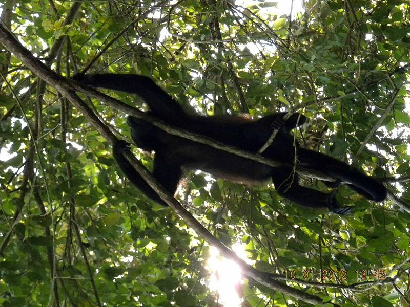 Alouatta Sanctuary景点图片