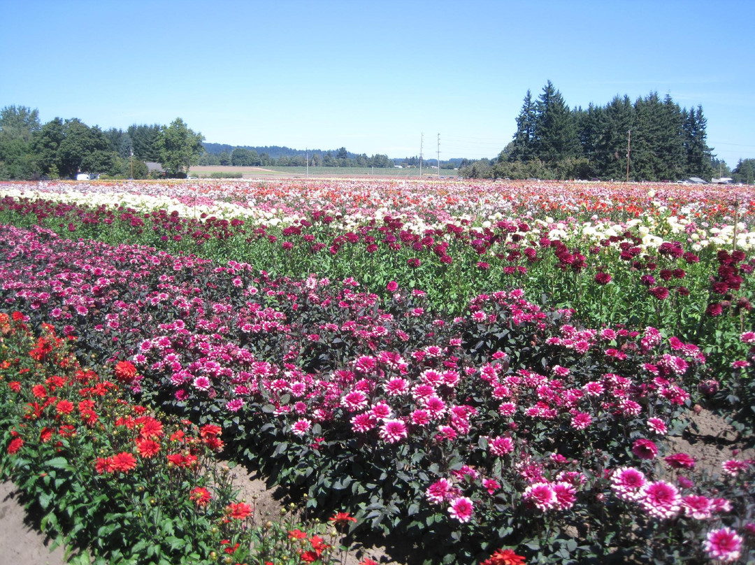 Swan Island Dahlias-Canby必去景点