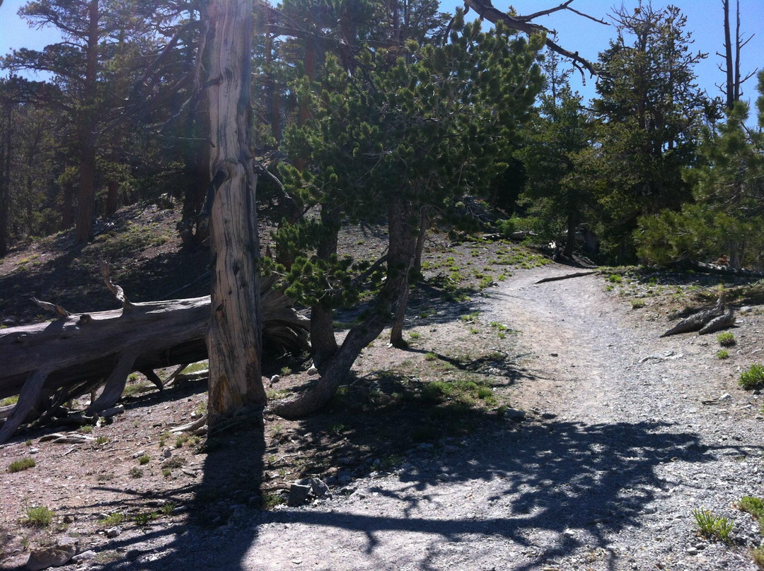 里谷冬季运动区-拉斯维加斯必去景点