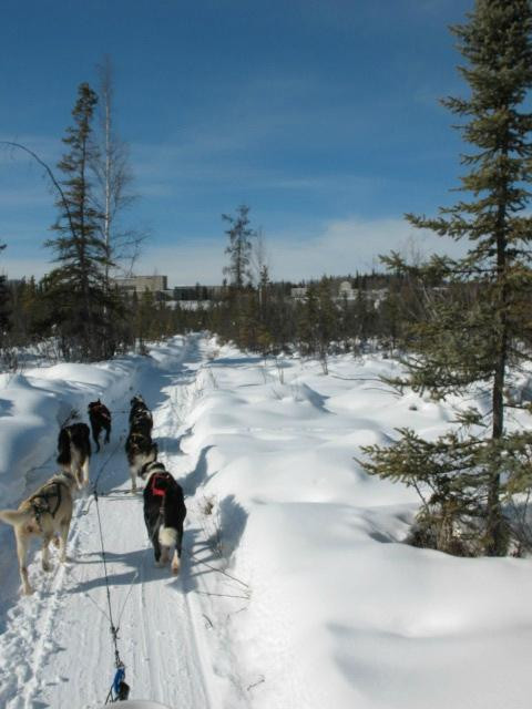 Sun Dog Express Dog Sled Tours - Day Tours景点图片